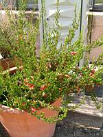 Erica Versicolor (fam. Ericacees) (Parc de la tete d'or) (1) (Photo F. Mrugala)